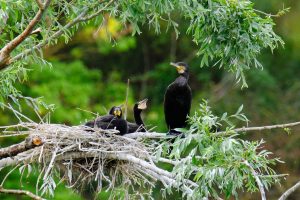 Grands Cormorans