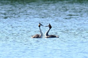Grêbes huppés