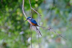 Martin-pêcheur d'Europe