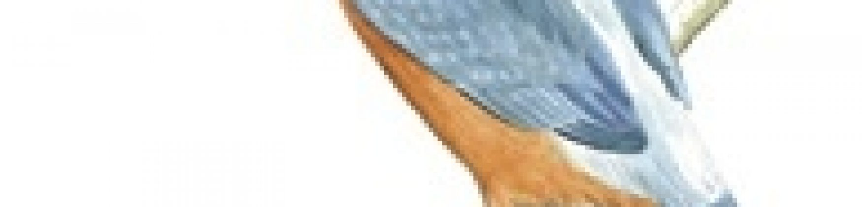 > Observer les oiseaux