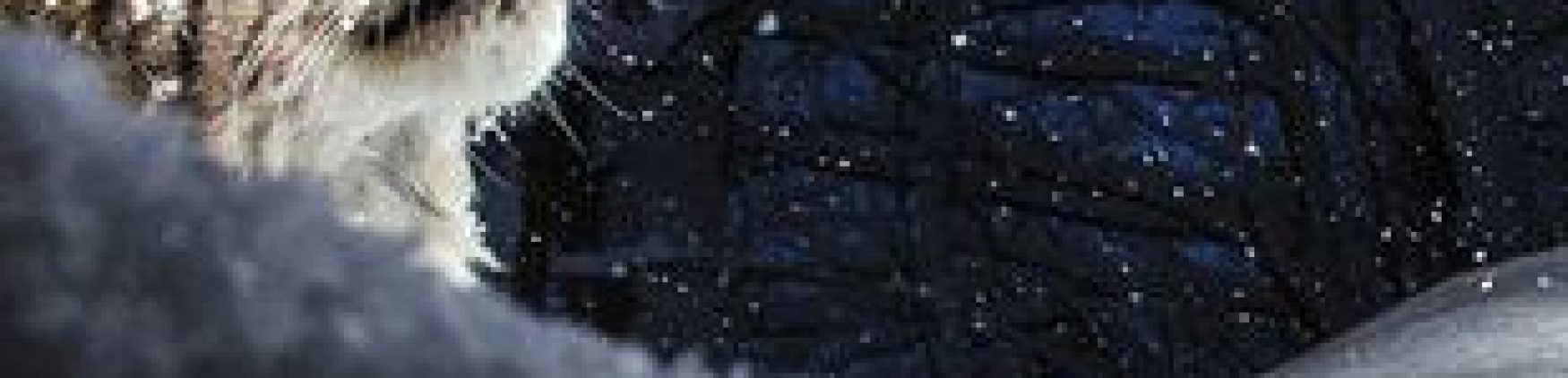 Projection du film « Lynx »