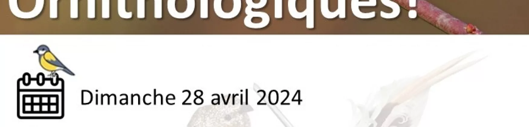 Sortie Ornithologie le dimanche 28 avril 2024