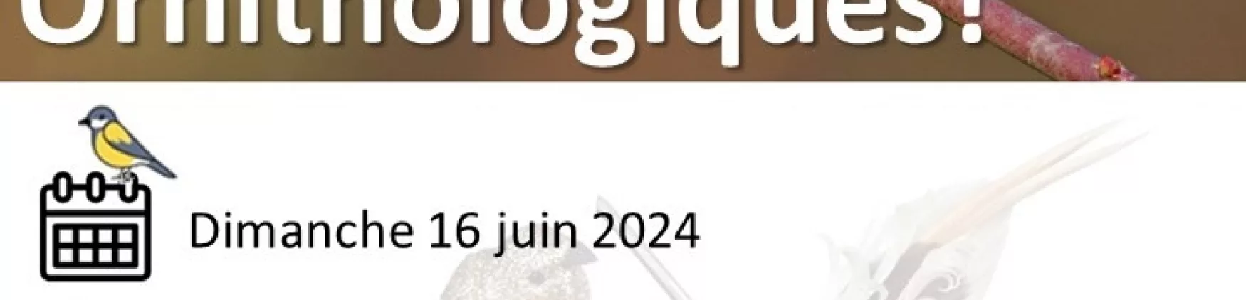 Sortie Ornithologie le dimanche 16 juin 2024