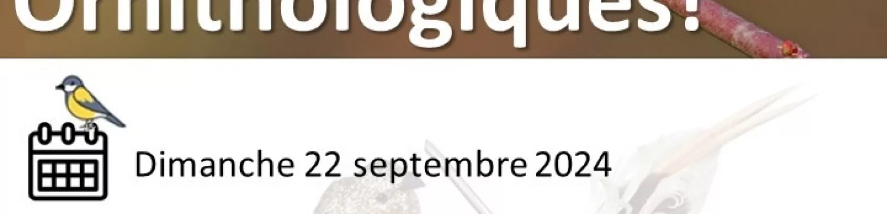 Sortie Ornithologie le dimanche 22 septembre 2024