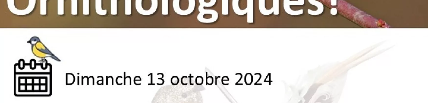 Sortie Ornithologique – Dimanche 13 octobre 2024