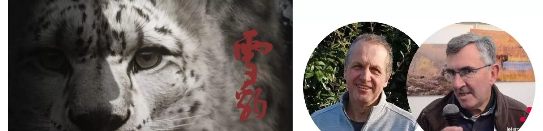 Le léopard des neiges