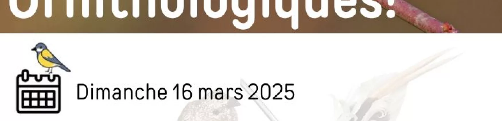 Sortie Ornithologique – Dimanche 16 mars 2025