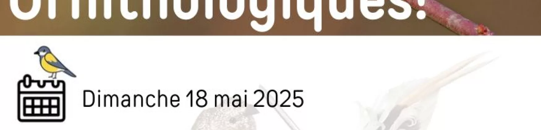 Sortie Ornithologique – Dimanche 18 Mai 2025 —