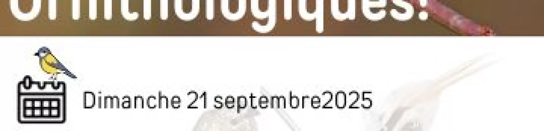 Sortie Ornithologique – Dimanche 21 septembre 2025