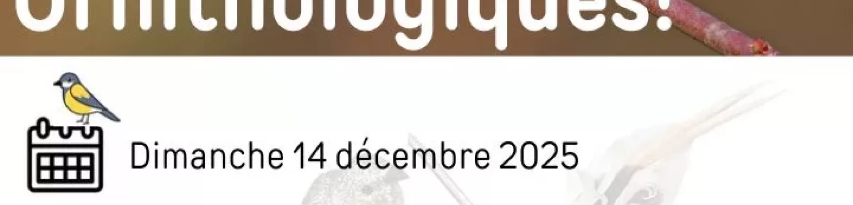 Sortie Ornithologique – Dimanche 14 décembre 2025