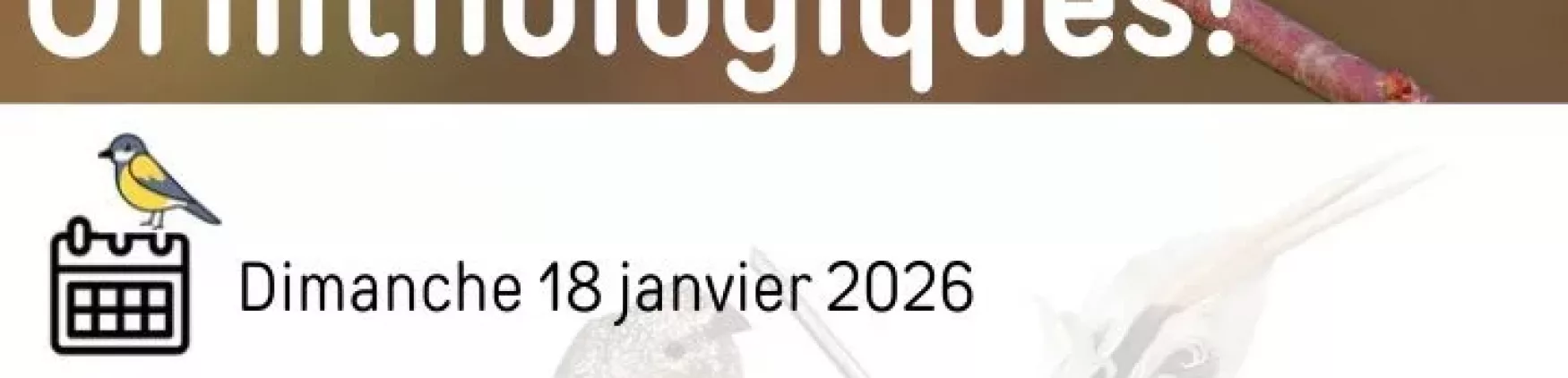 Sortie Ornithologique – Dimanche 17 janvier 2026