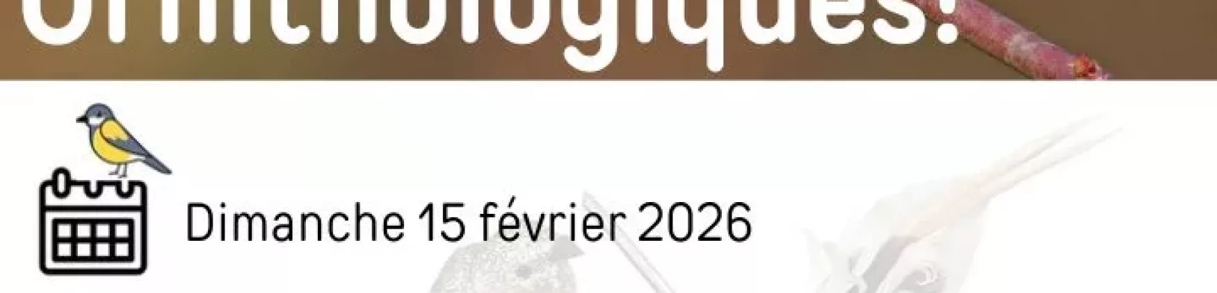 Sortie Ornithologique – Dimanche 15 février 2026