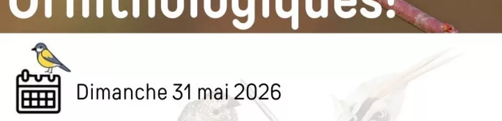 Sortie Ornithologique – Dimanche 31 mai 2026