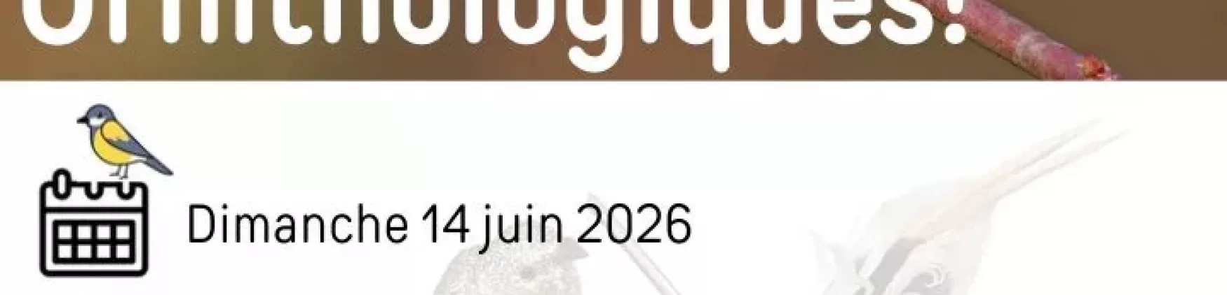 Sortie Ornithologique – Dimanche 14 juin 2026