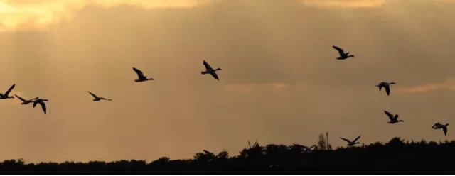 Chaque année, à la fin de l'été, c’est le moment du grand départ pour certains. Ce grand départ là ne se passe pas dans les gares ni dans les aéroports. Il se joue au dessus de nos têtes et rares sont ceux qui le remarquent. Il suffit pourtant de quelques minutes pour les voir passer au-dessus de nous.